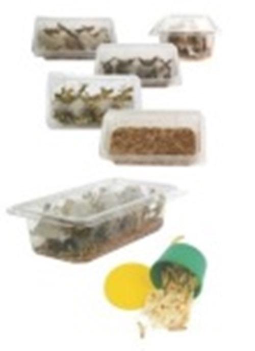 MEALWORMSLOCUST CRICKETS WAXWORMS 2 TUBS REPTILE FOOD LIVE INSECTS