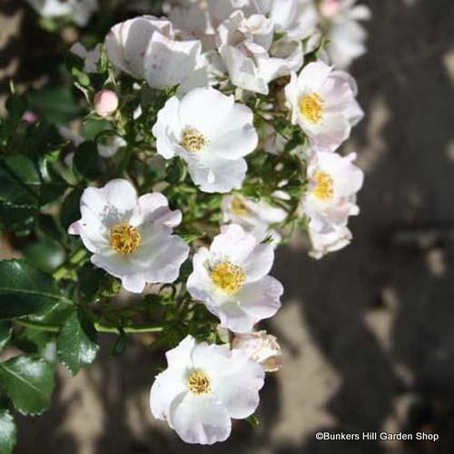 Rose Wedding Day Bareroot Rambling Single White Flowers Rose Wedding Day Bareroot Rambling Single White Flowers Rambler Tall