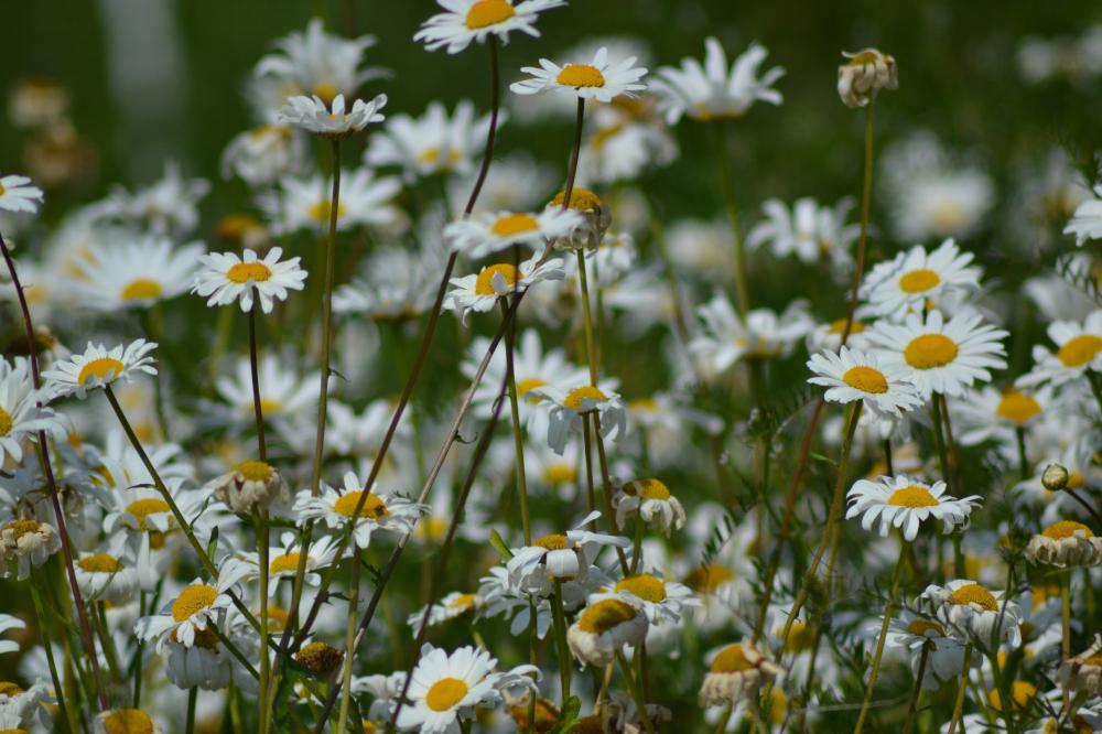 ORGANIC WILD FLOWER OX EYE DAISY 100 GM SEEDS APPROX 300,000 SEEDS ...