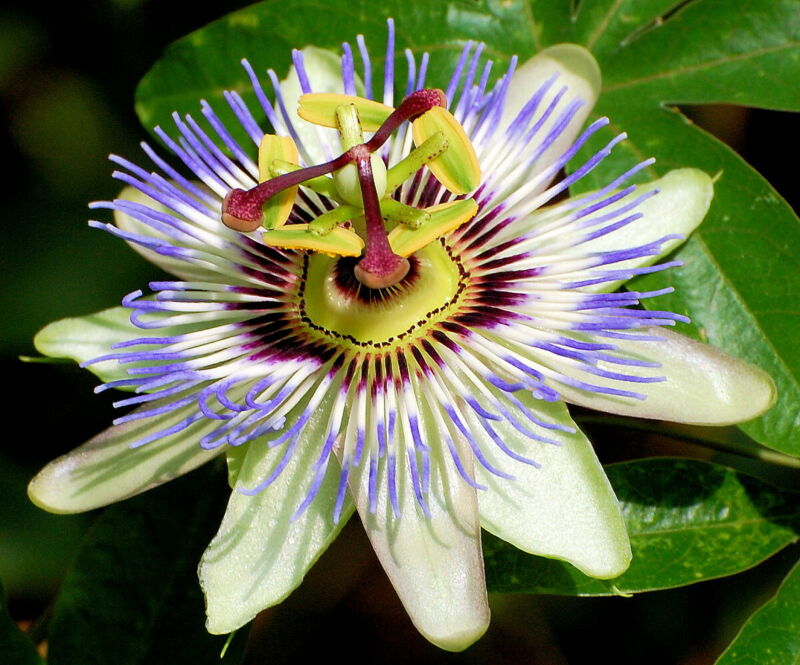 Passion Flower (Passiflora Caerulea) - 35 Seeds | eBay