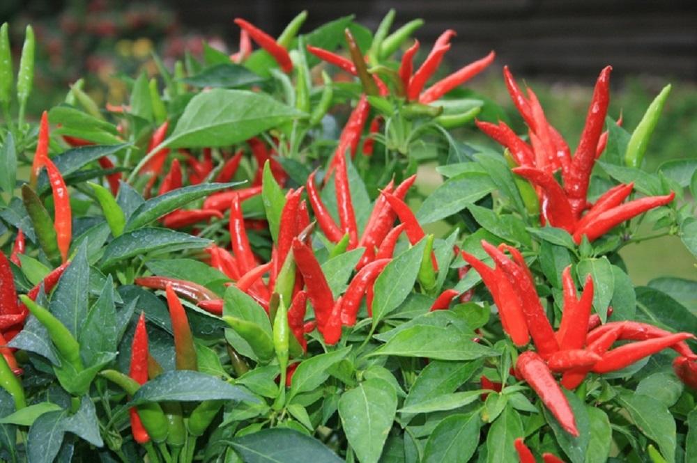 Pepper hot basket of fire F1-100 seeds bulk.