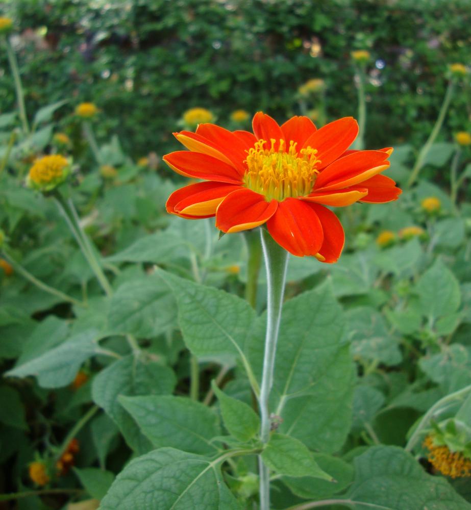 TITHONIA ROTUNDIFOLIA TORCH - THE MEXICAN SUNFLOWER 2 GRAM ~ 240 SEEDS ...