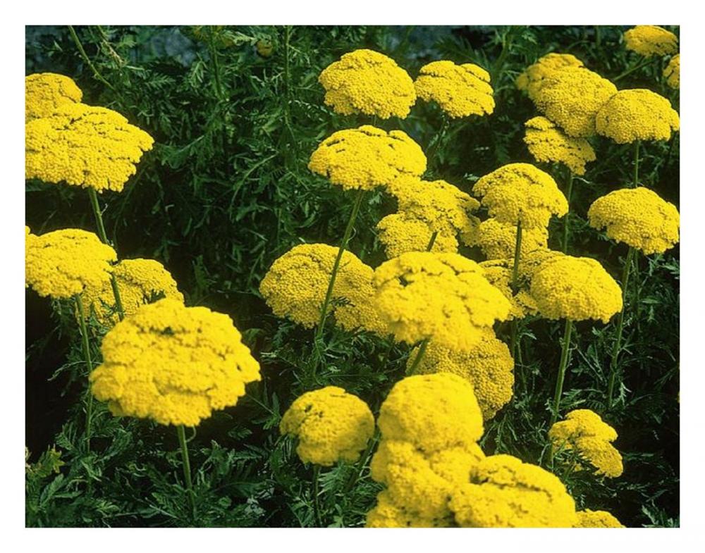 ACHILLEA MILLEFOLIUM - CLOTH OF GOLD - 0.5 GRAM ~ APPROX 4500 SEEDS ...