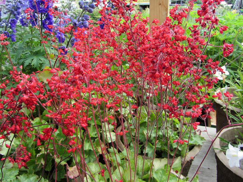 HEUCHERA SANGUINEA - CORAL BELLS / FIREFLY - 3000 FINEST SEEDS ...