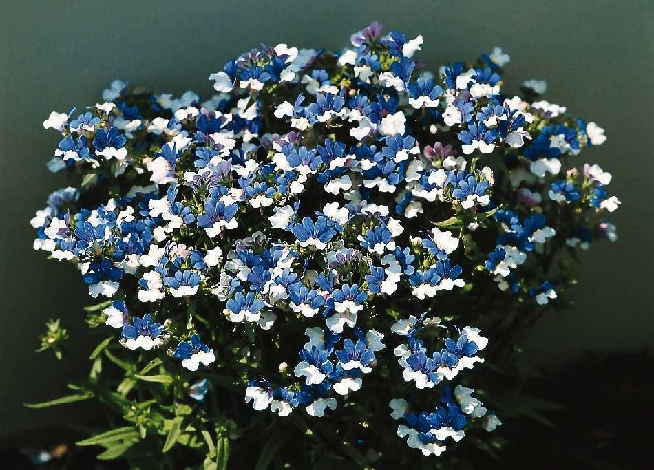 Nemesia Strumosa Azul Blanco Klm 2500 Semillas Ebay