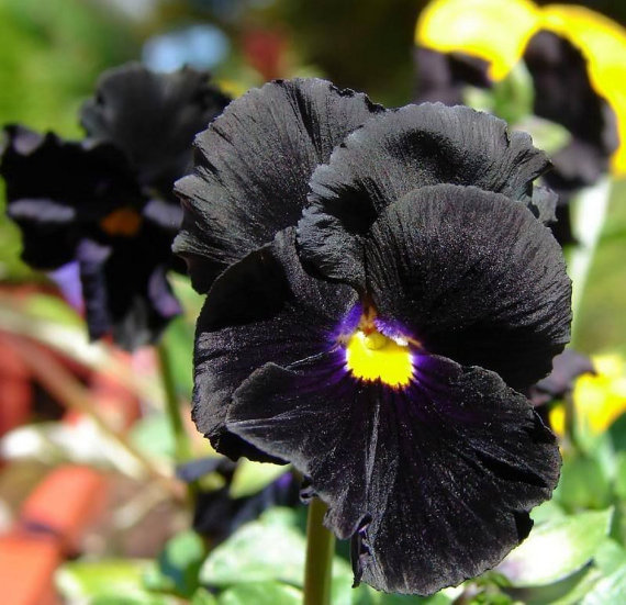 PANSY CLEAR CRYSTAL BLACK VIOLA WITTROCKIANA - 400 SEEDS | eBay