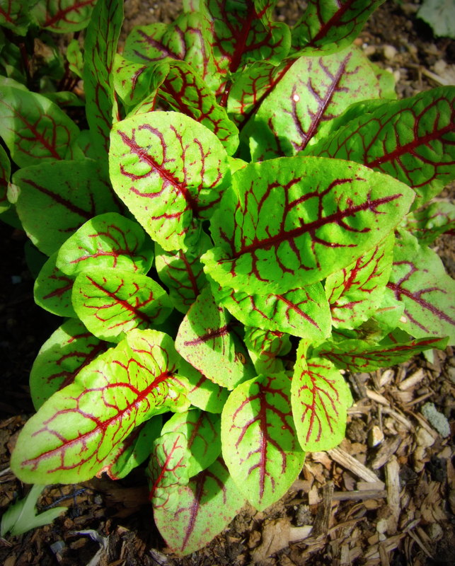 sorrel-red-veined-12-gram-18-500-seeds-bulk-ebay