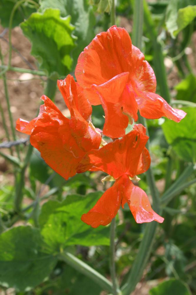 SWEET PEA HEIRLOOM HENRY ECKFORD 60 FINEST SEEDS 5055923607855 | eBay