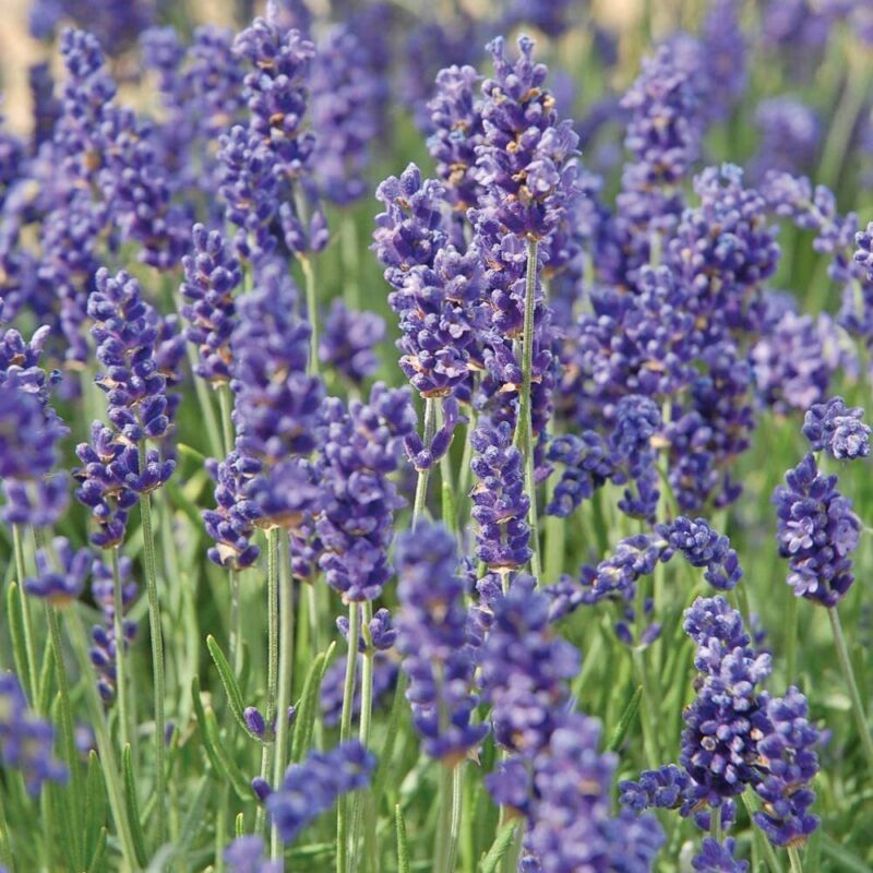 T&M Lavender Hidcote Garden Hardy Perennial Purple Flowering Patio 6